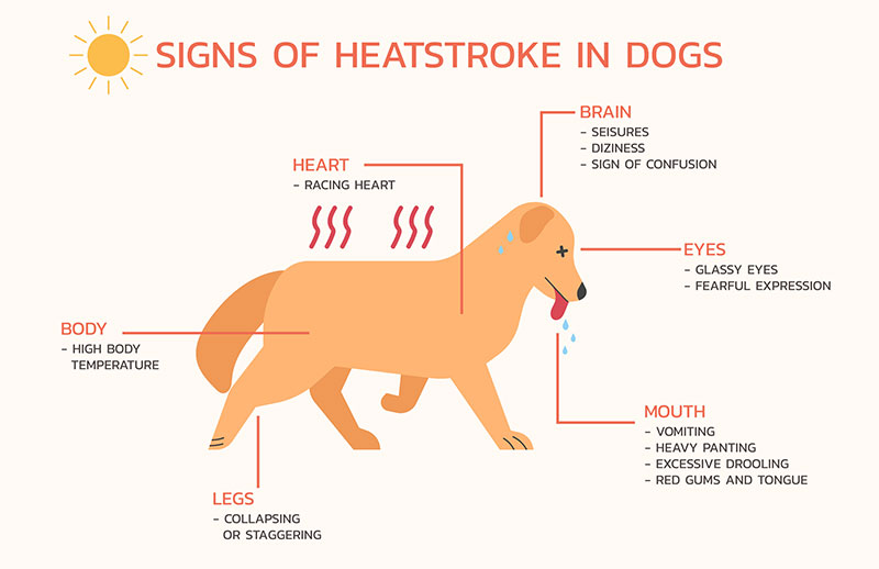 chart about pets and heatstroke