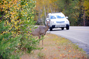 Wildlife & Car Collisions