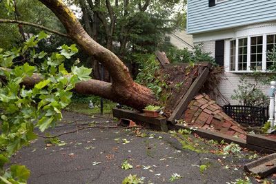 Tree Care for Homeowners