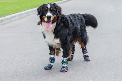 A cute dog with booties on