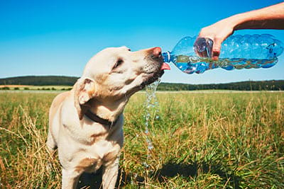 Pet Care 101: Tips for Hot Weather Handling