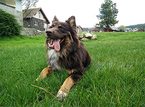 Large Brown Dog