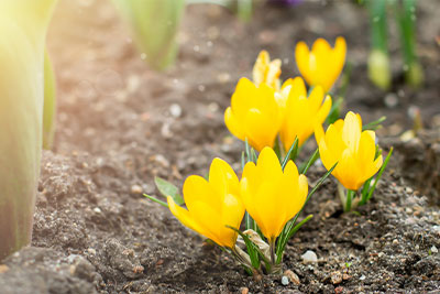 Yellow Crocuses freshly growing in dirt