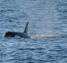 Whale in the ocean